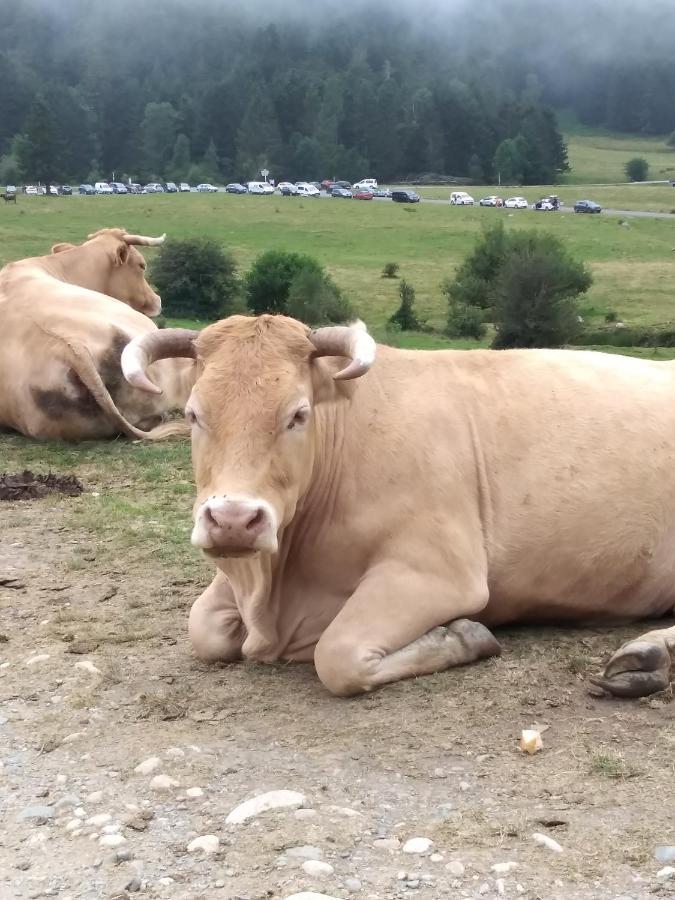 Gite Cosy Lac De Payolle Campan Eksteriør billede