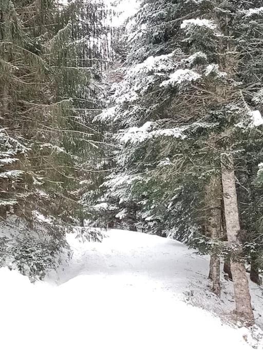 Gite Cosy Lac De Payolle Campan Eksteriør billede